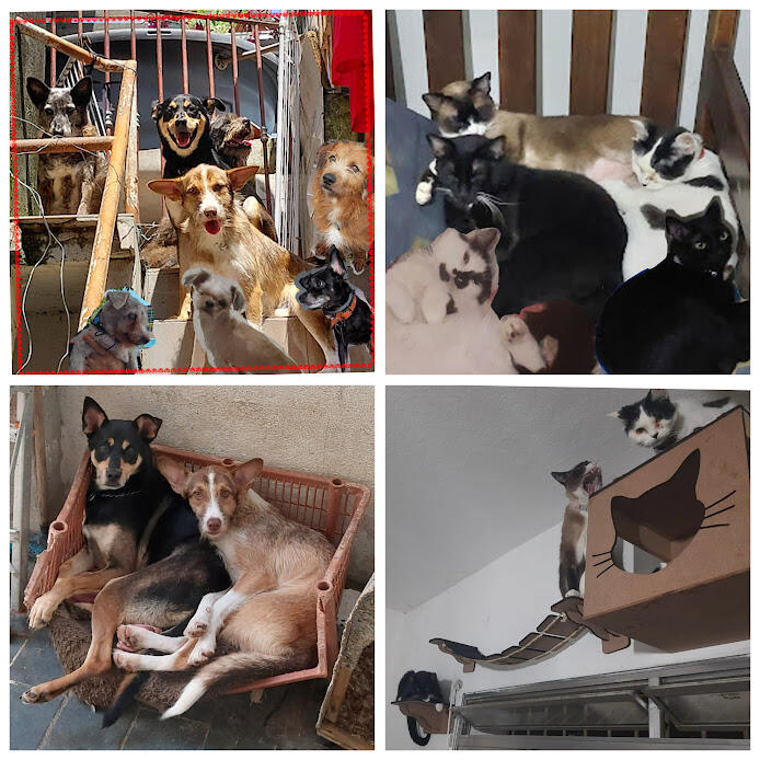 ALL DOGS